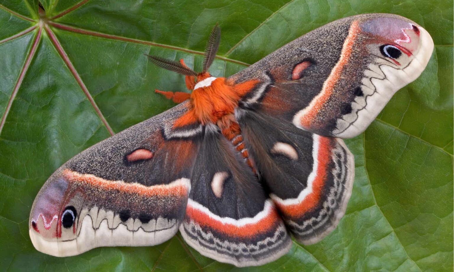Moth Wing Types Moth Species with Pictures: A Beginner-Friendly Guide to Common Moths