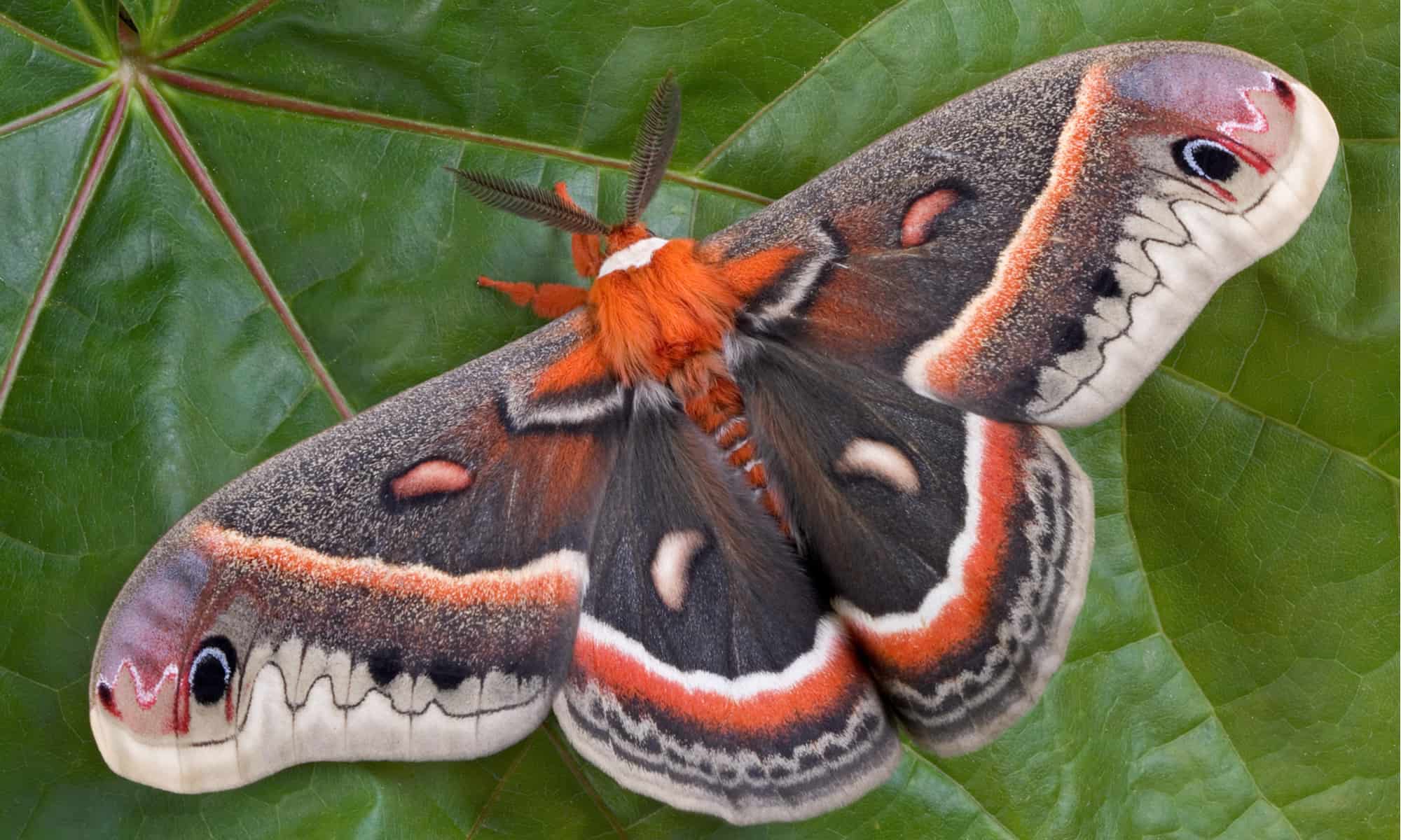 cecropia moth showing large patterned wings with red, brown, white, and tan markings.