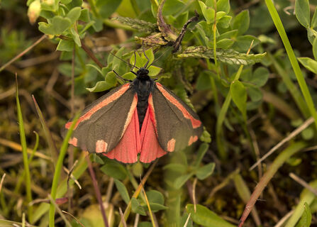 cinnabar