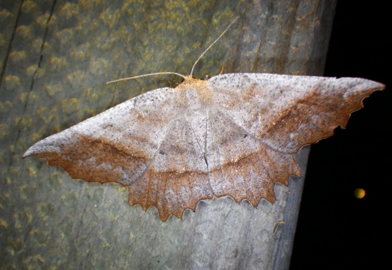 geometer moth with delicate wings spread flat against a surface.
