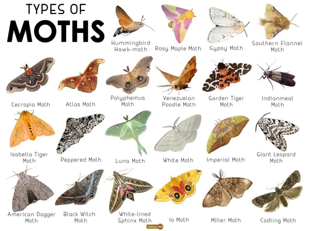 how to identify a moth a beginner’s guide to moth identification