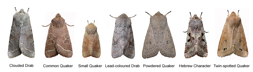 how to identify a moth a beginner’s guide to moth identification