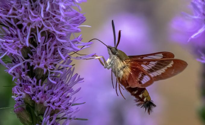 hummingbird clearwing moth hovering near flowers with transparent wings.