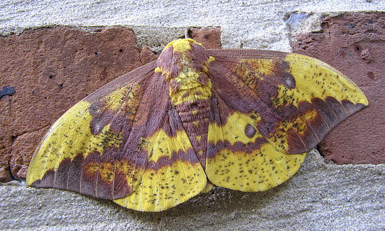 imperial moth with yellow wings and purple brown markings