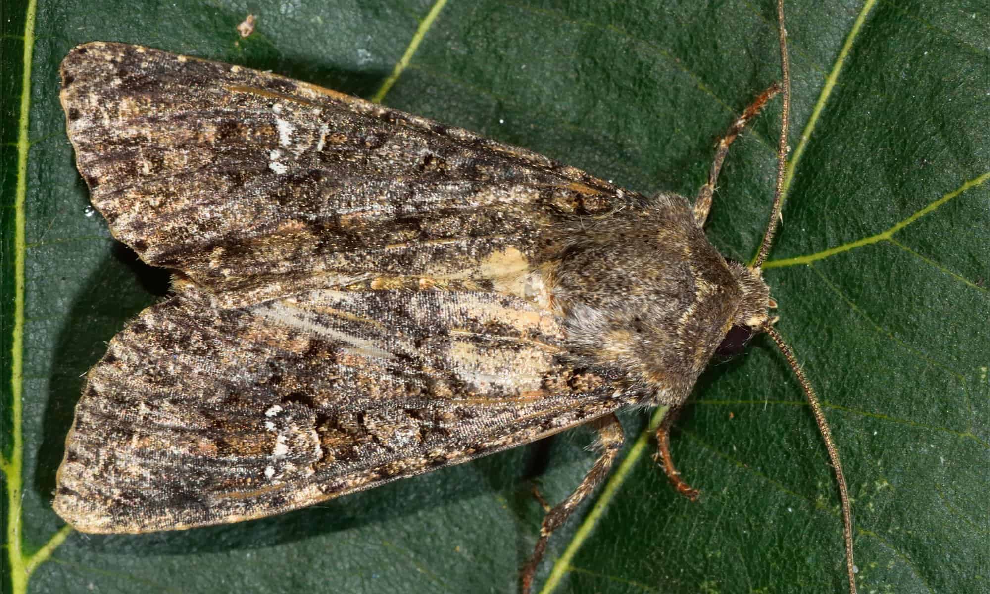 interesting facts about moths