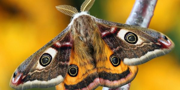 interesting facts about moths