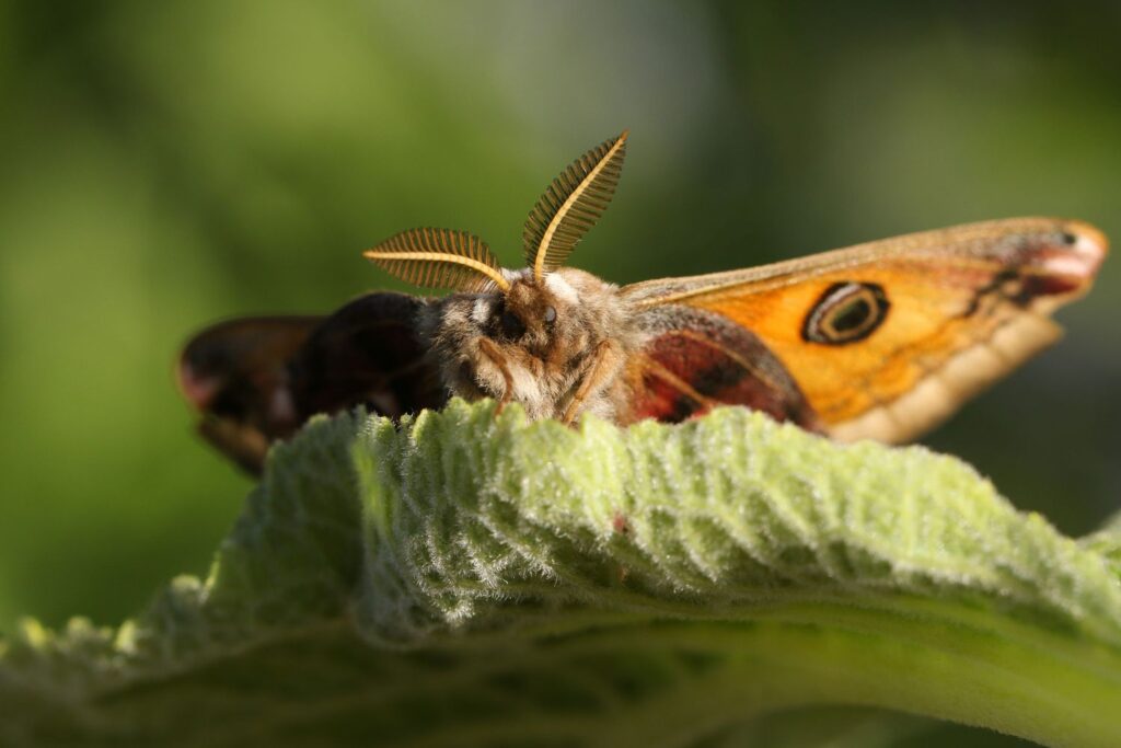 interesting facts about moths