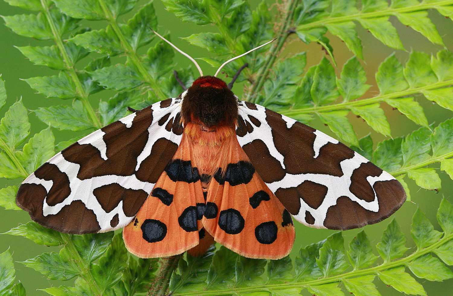interesting facts about moths