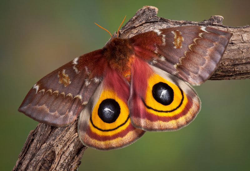 io moth with bold eyespots on yellow hindwings.