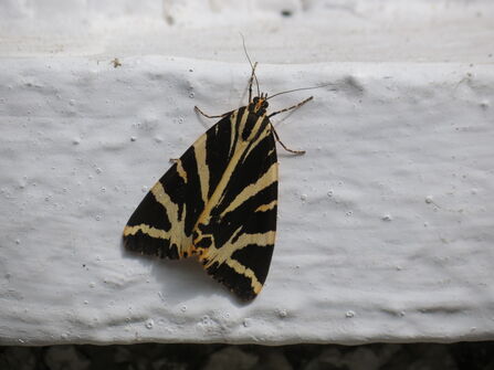 jersey tiger moth