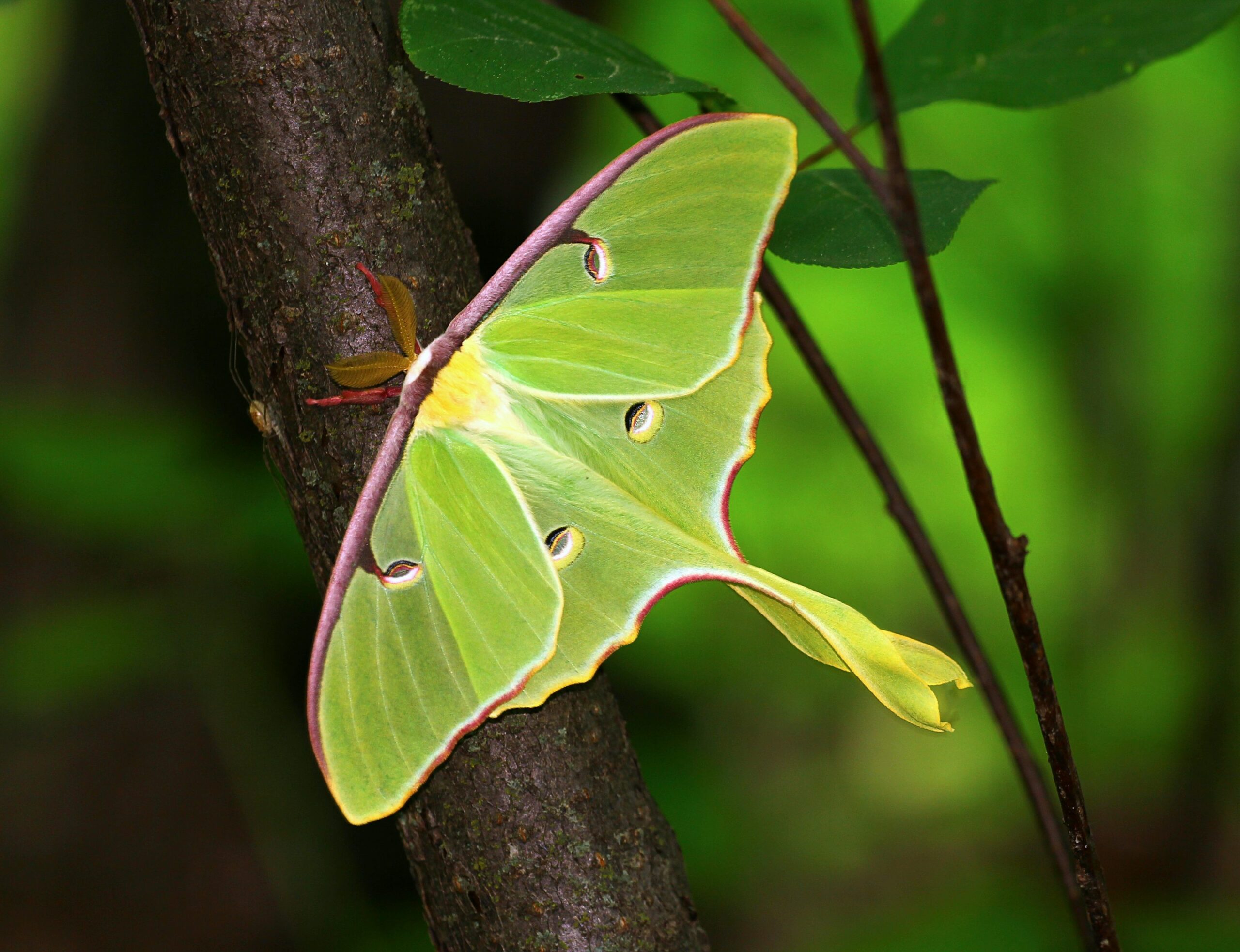 luna moth with pale green wings, long hindwing tails, and eyespots.