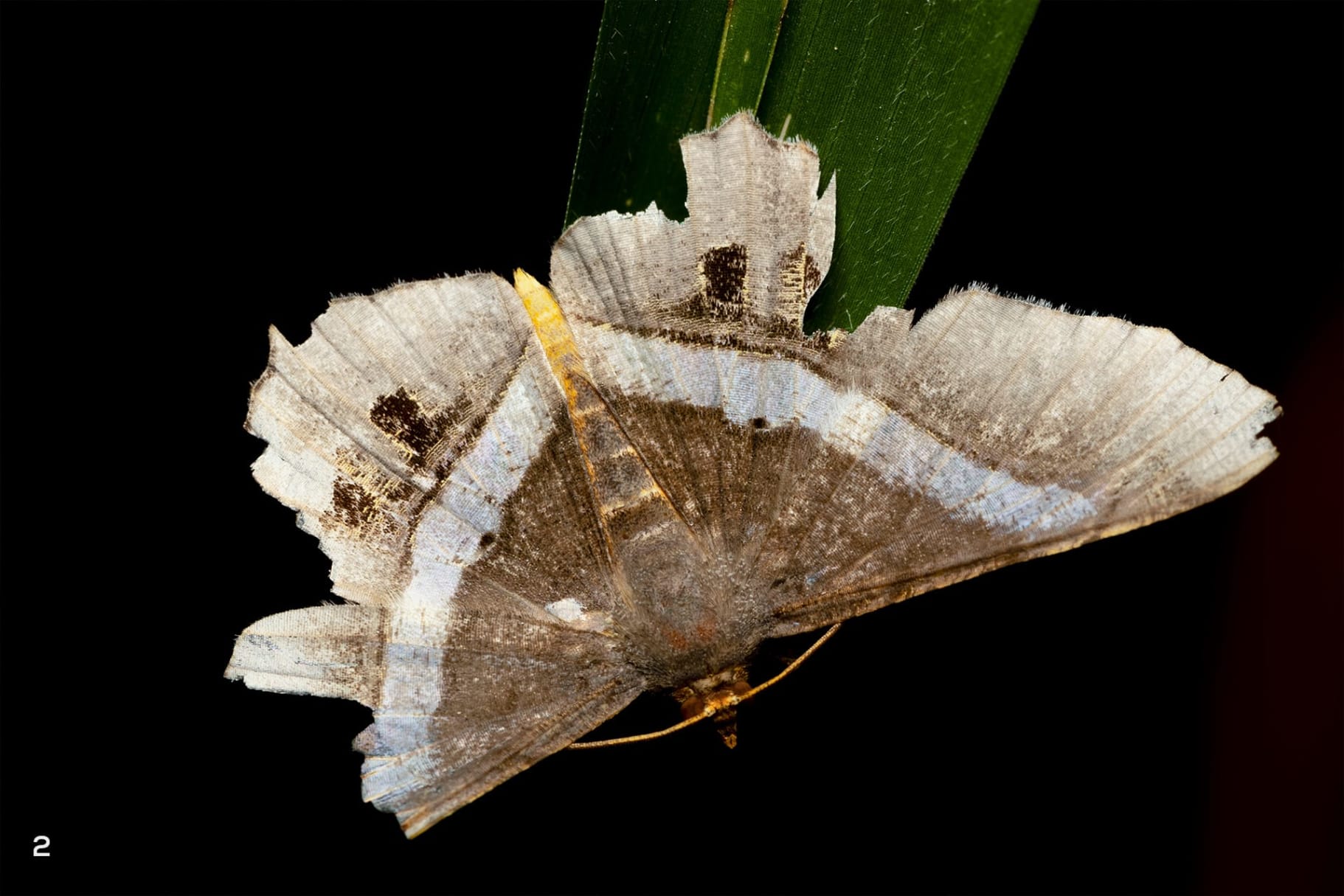 moth identification by wing pattern a beginner’s guide to reading lines, spots, and colors