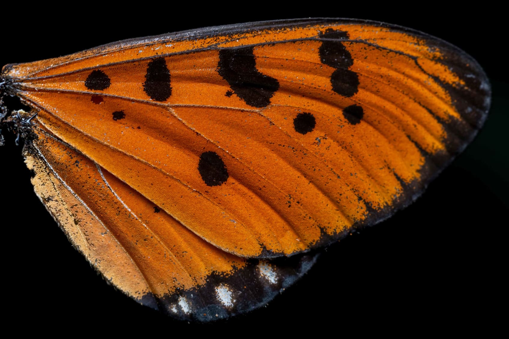 moth identification by wing pattern a beginner’s guide to reading lines, spots, and colors