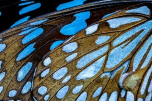 Moth Identification by Wing Pattern: A Beginner’s Guide to Reading ...