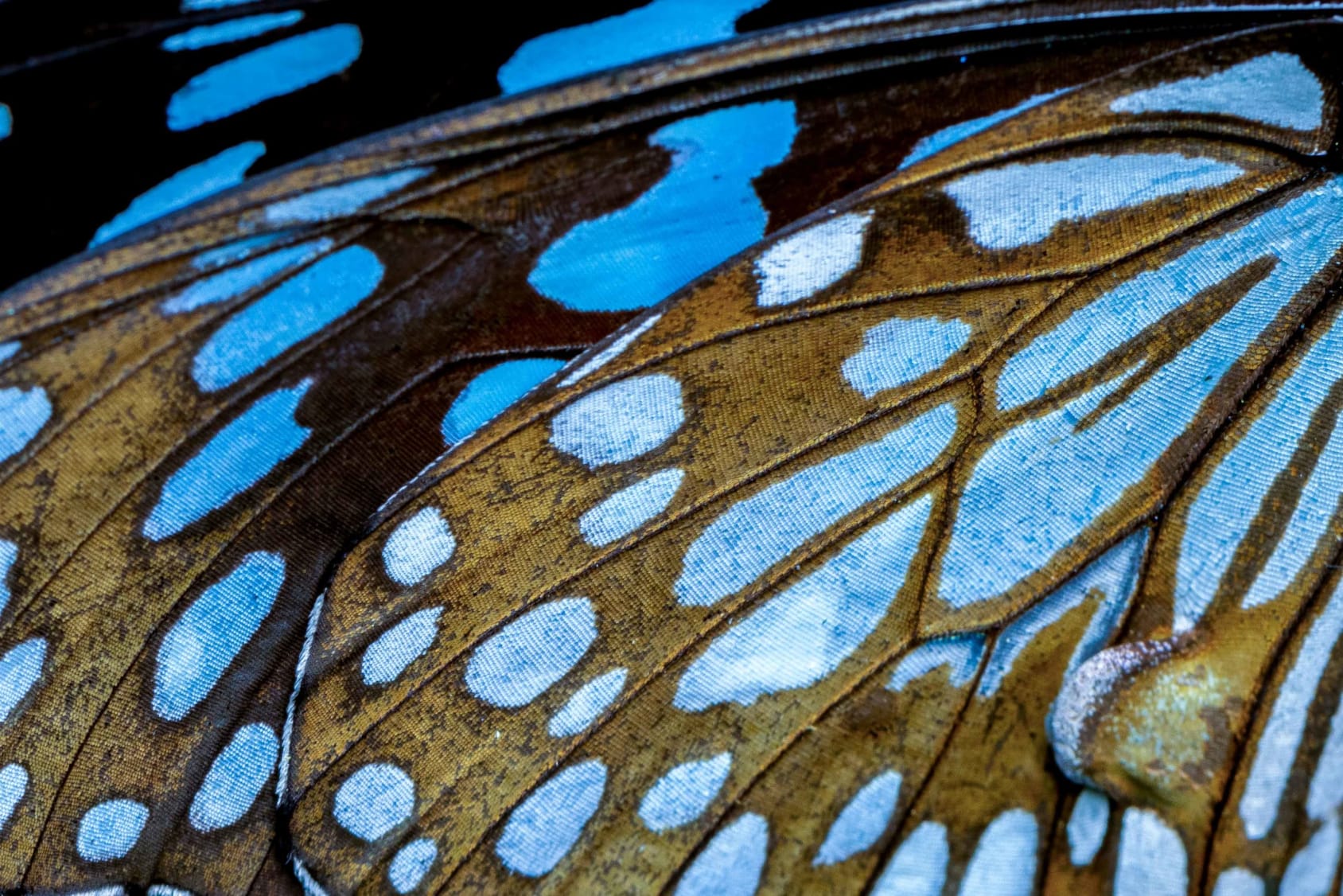 moth identification by wing pattern a beginner’s guide to reading lines, spots, and colors