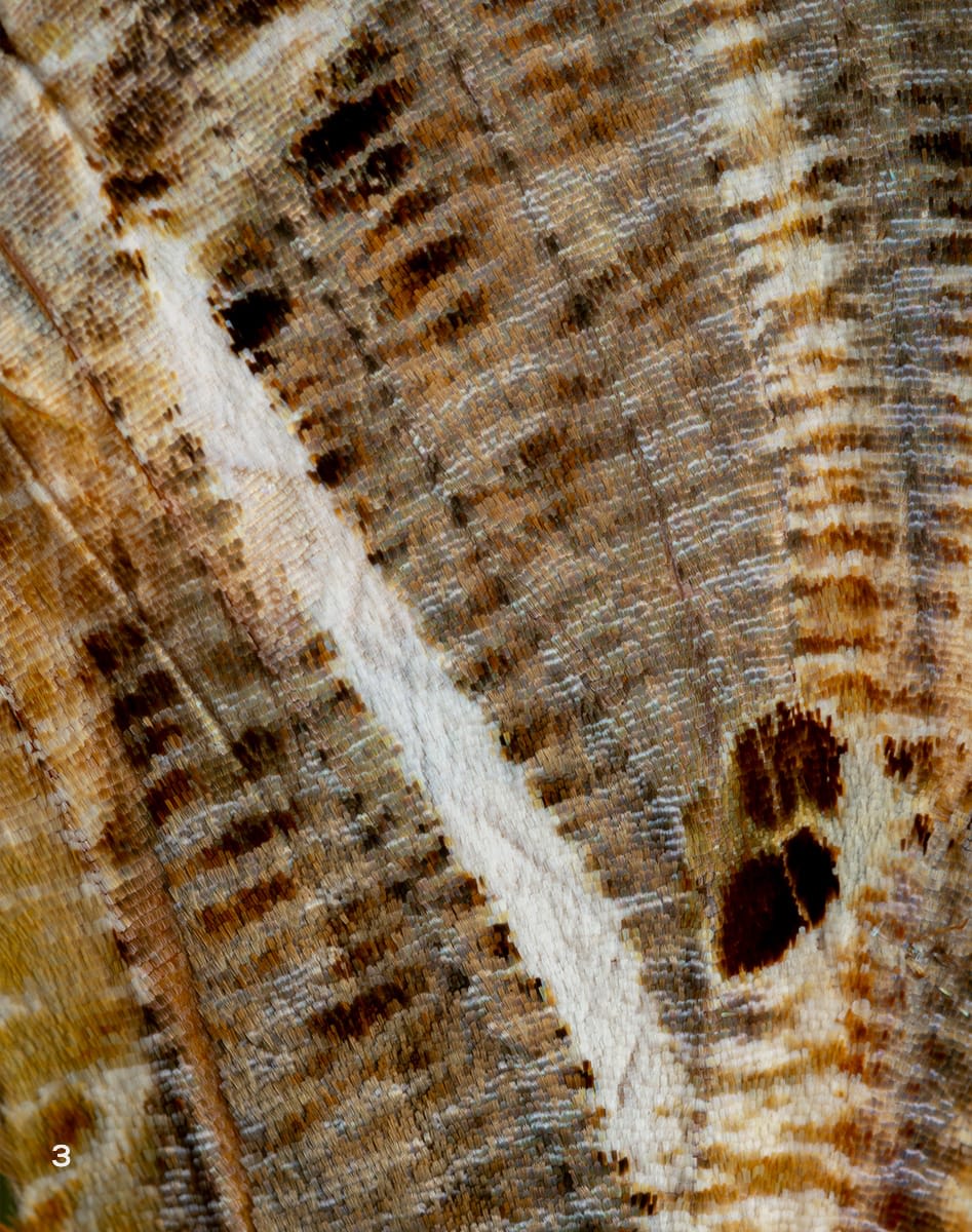 moth identification by wing pattern a beginner’s guide to reading lines, spots, and colors
