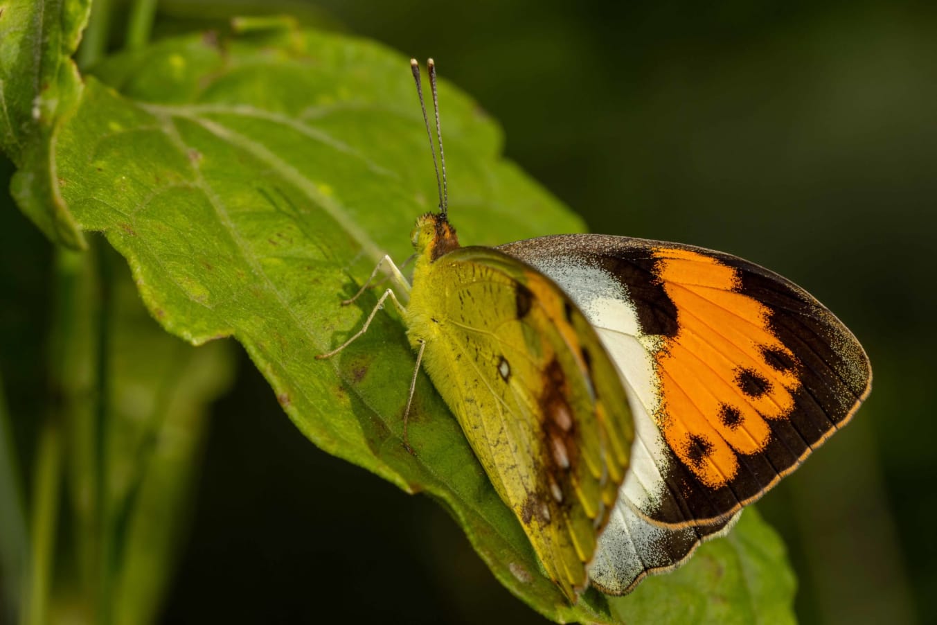 moth identification by wing pattern a beginner’s guide to reading lines, spots, and colors
