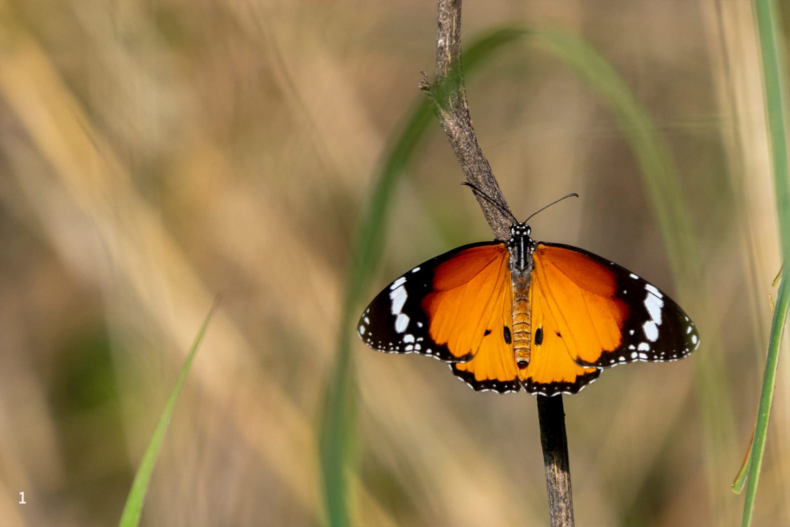 moth identification by wing pattern a beginner’s guide to reading lines, spots, and colors