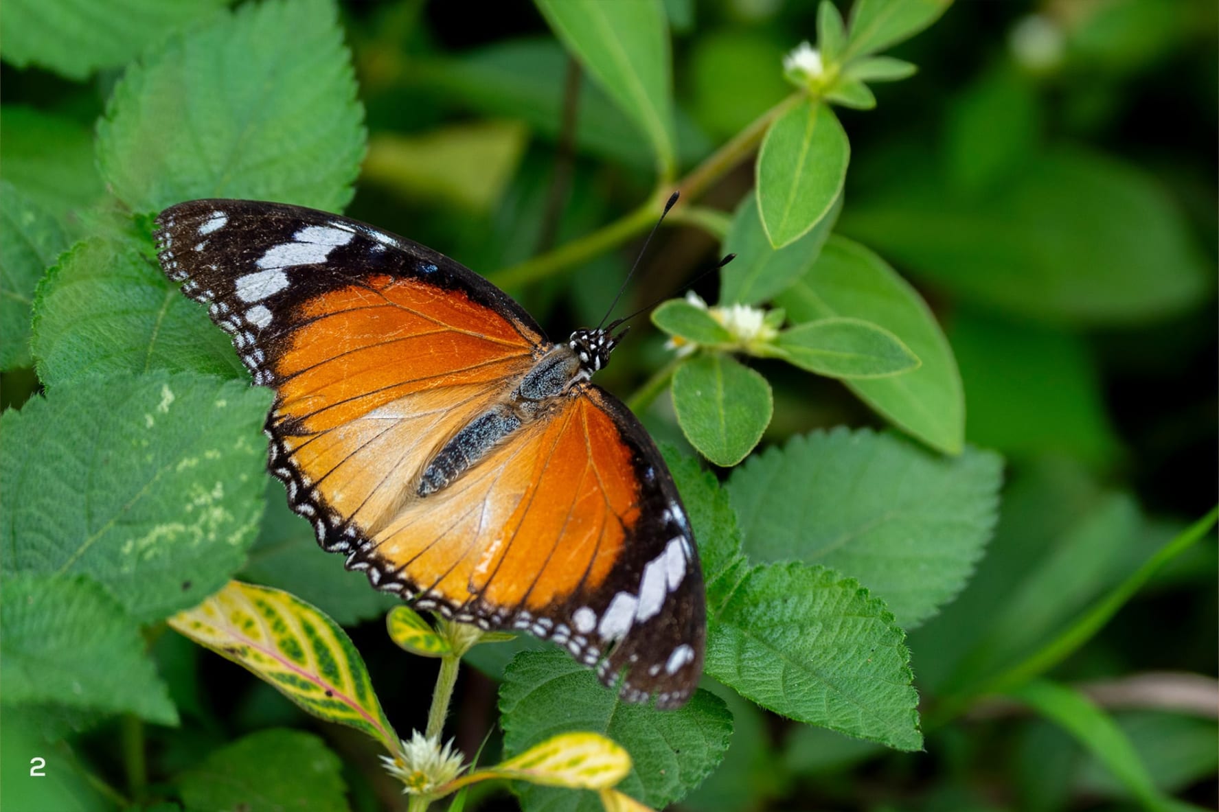 moth identification by wing pattern a beginner’s guide to reading lines, spots, and colors