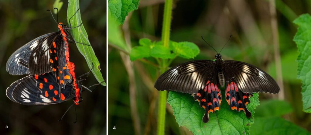 Moth Wing Types Moth Identification by Wing Pattern: A Beginner’s Guide to Reading ...