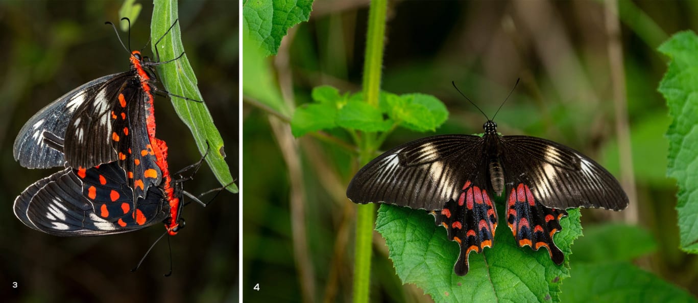 moth identification by wing pattern a beginner’s guide to reading lines, spots, and colors