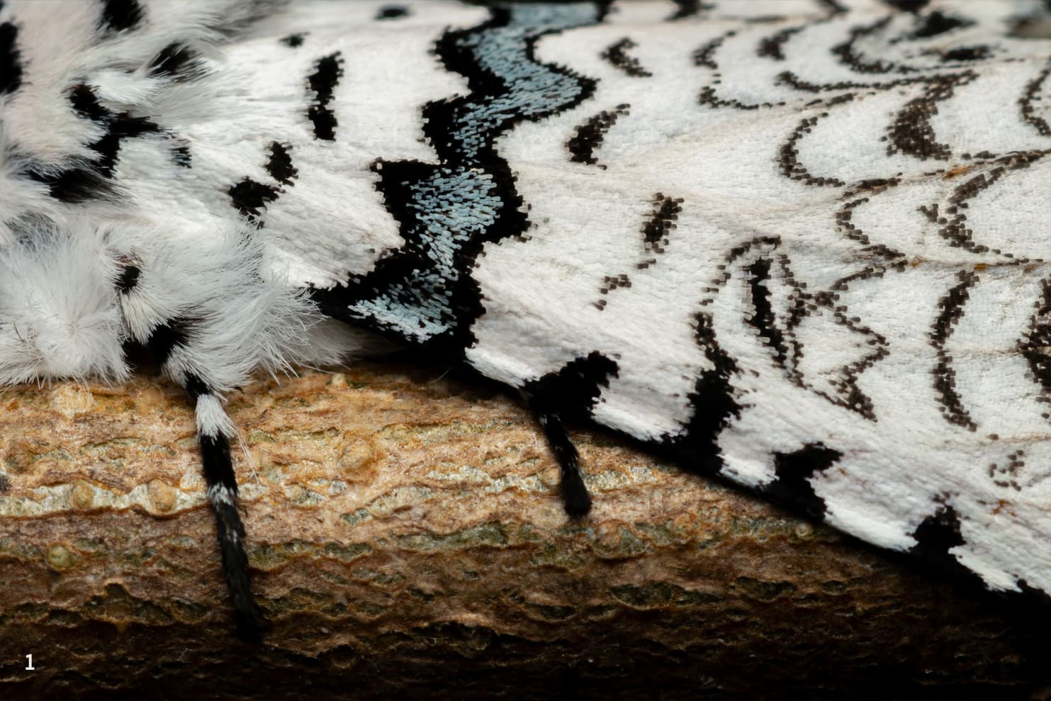 moth identification by wing pattern a beginner’s guide to reading lines, spots, and colors