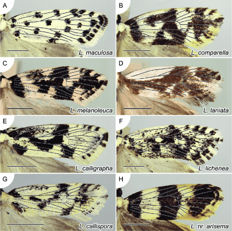 moth identification by wing pattern a beginner’s guide to reading lines, spots, and colors