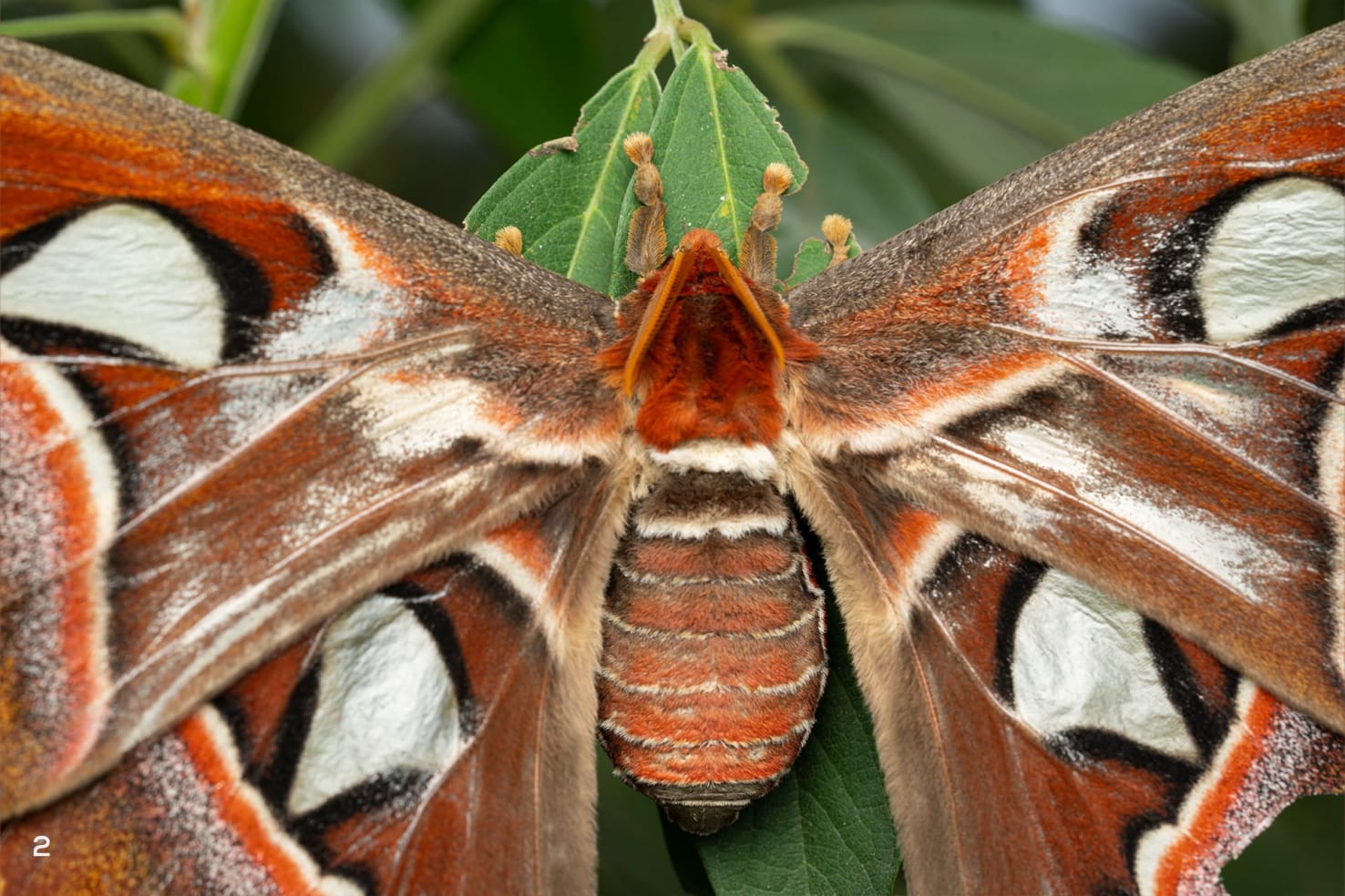 moth identification by wing pattern a beginner’s guide to reading lines, spots, and colors