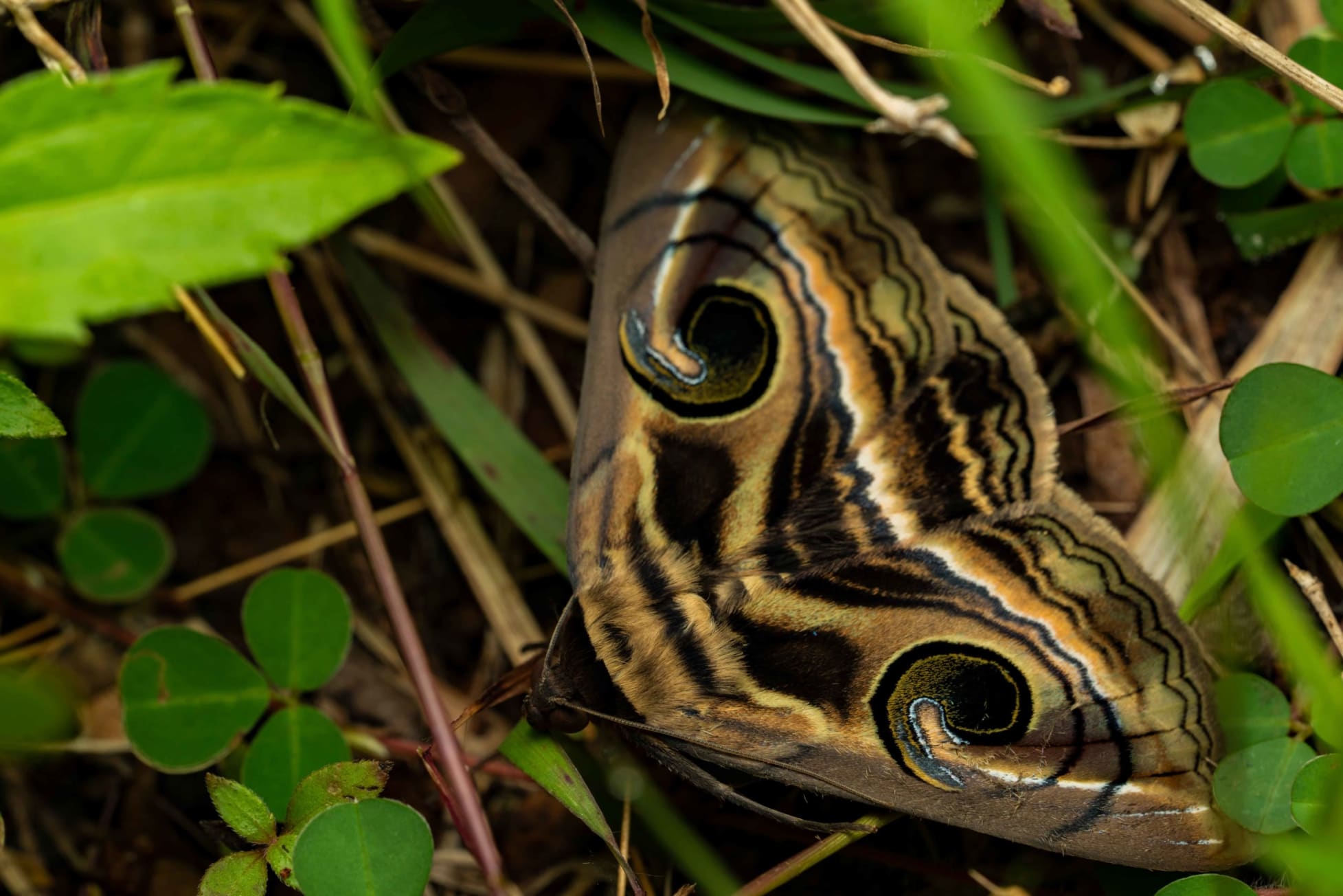 moth identification by wing pattern a beginner’s guide to reading lines, spots, and colors
