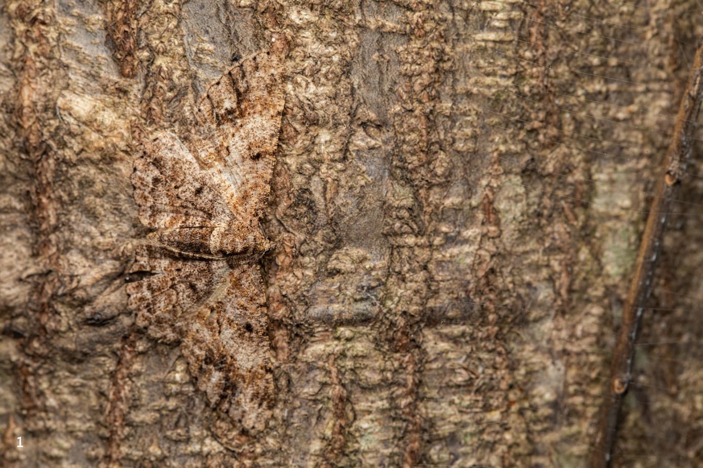 moth identification by wing pattern a beginner’s guide to reading lines, spots, and colors