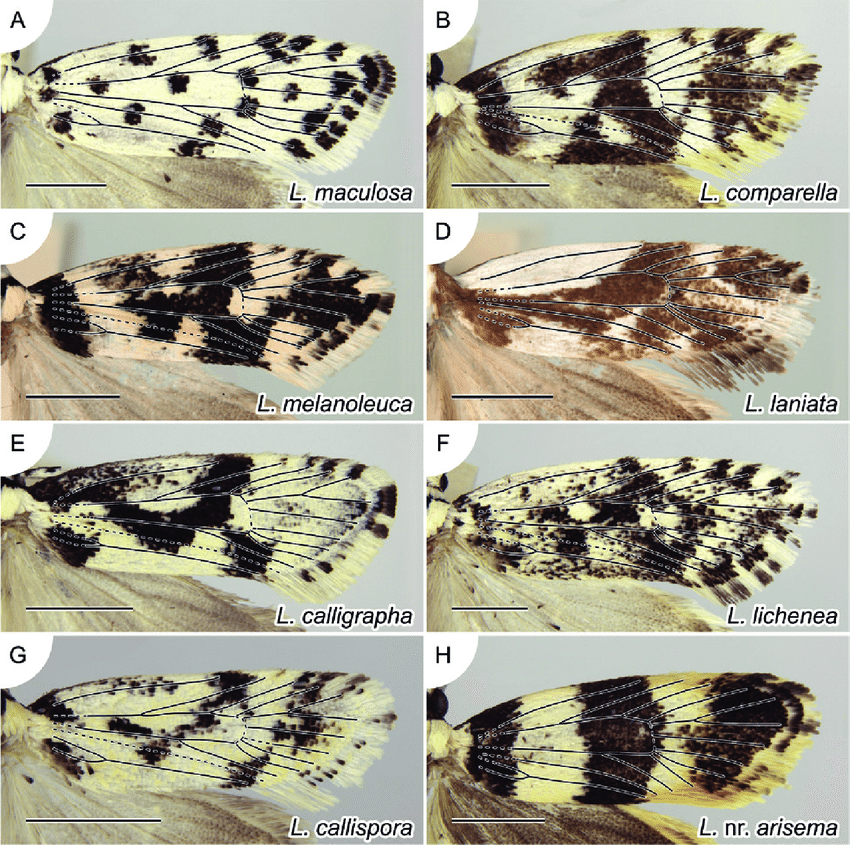 moth identification by wing pattern a beginner’s guide to reading lines, spots, and colors