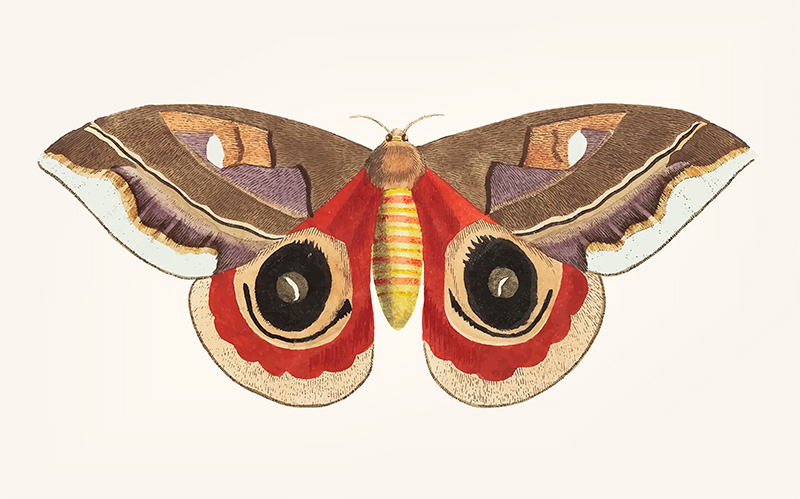 moth identification guide