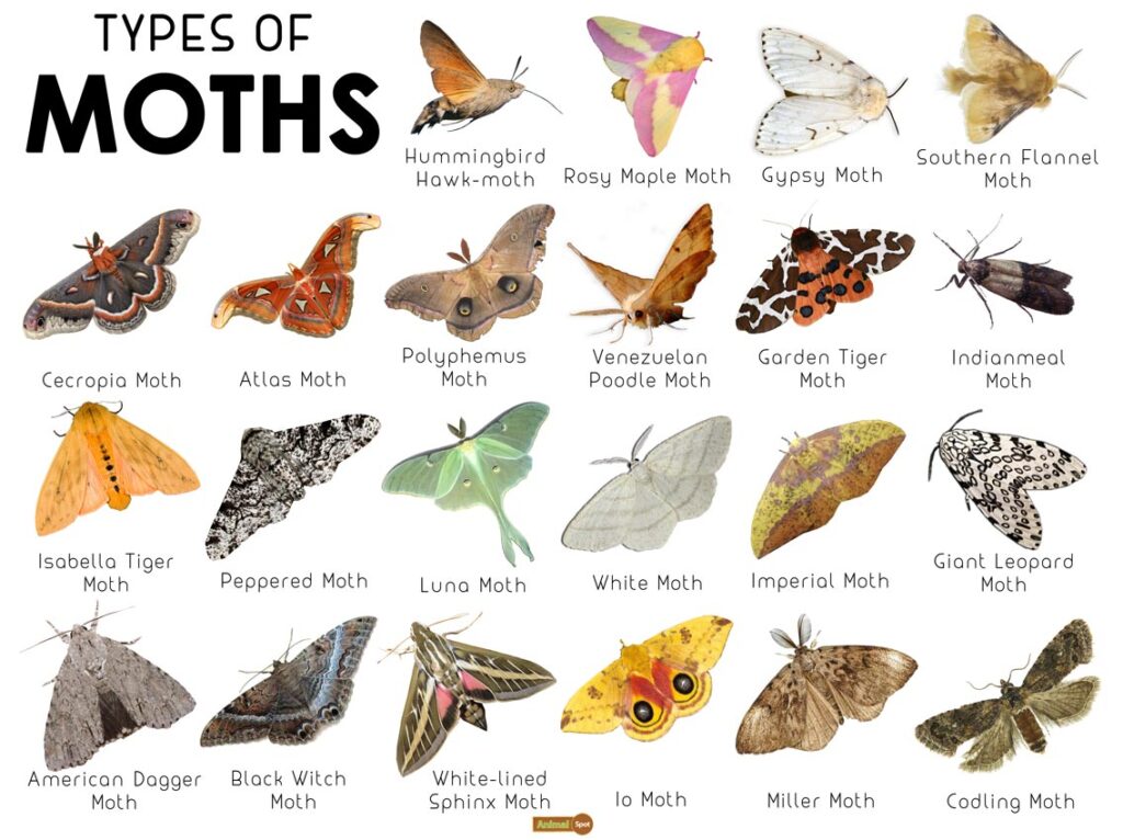 moth species with pictures