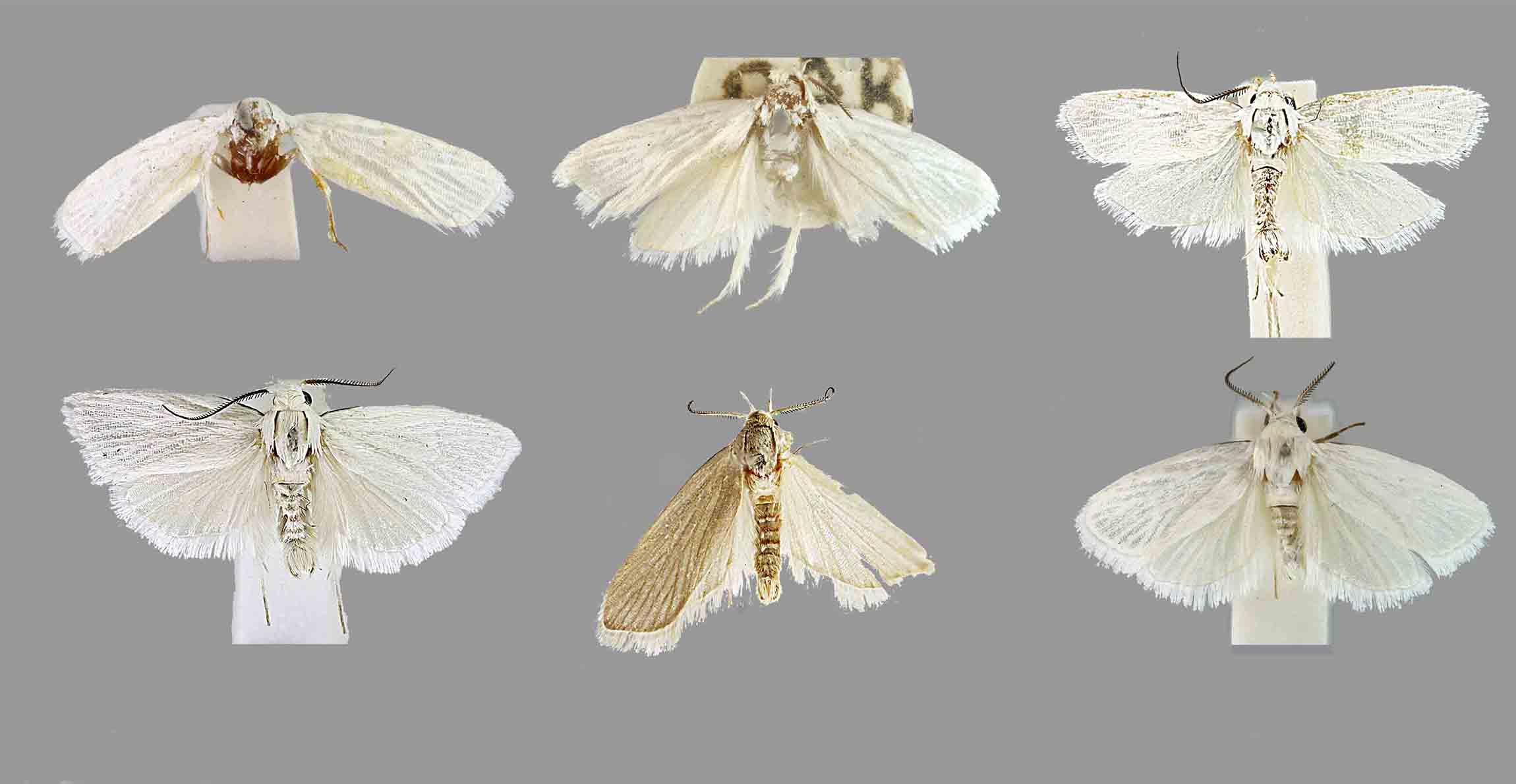 moth species with pictures a beginner friendly guide to common moths