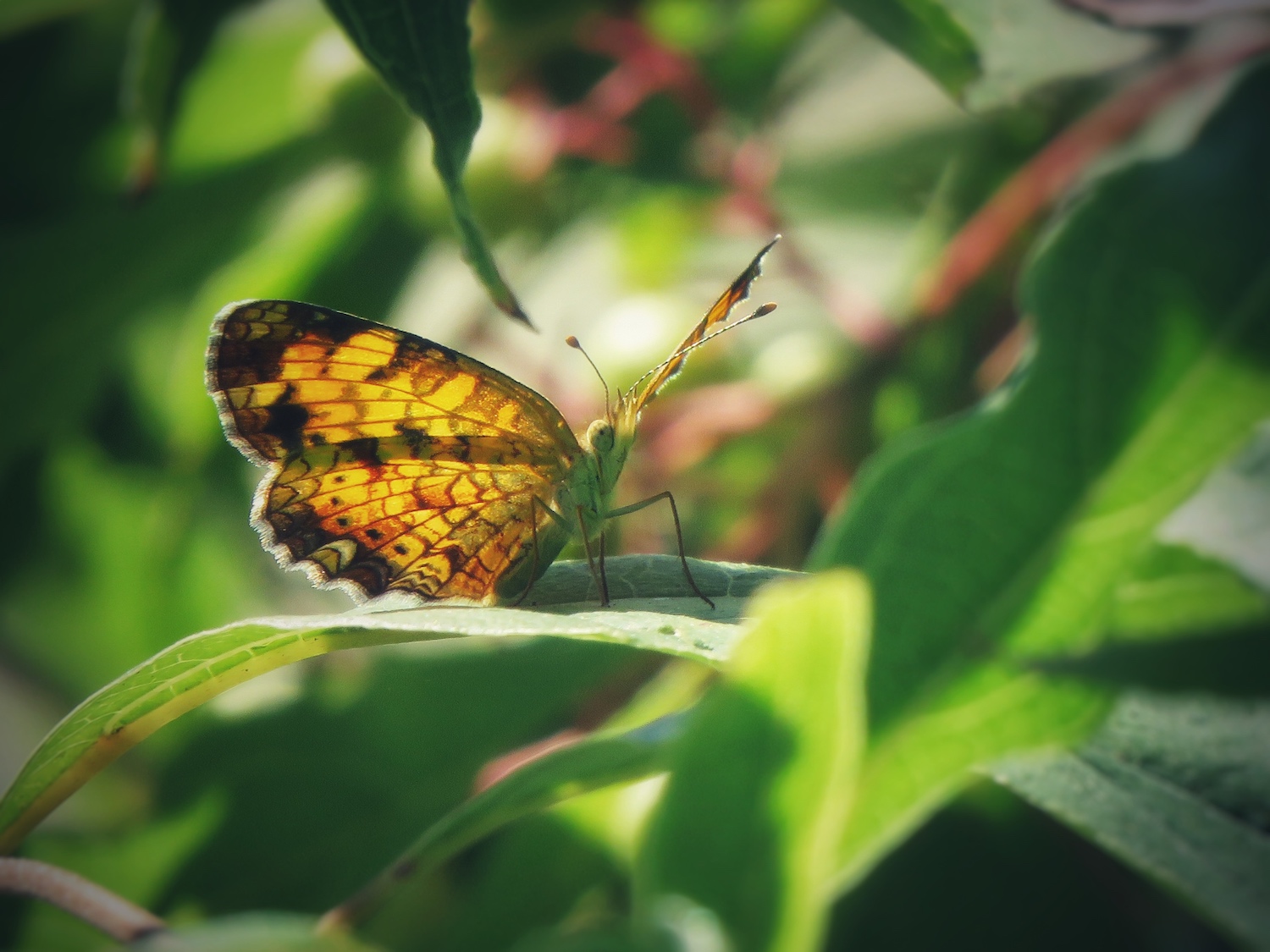 moth vs butterfly