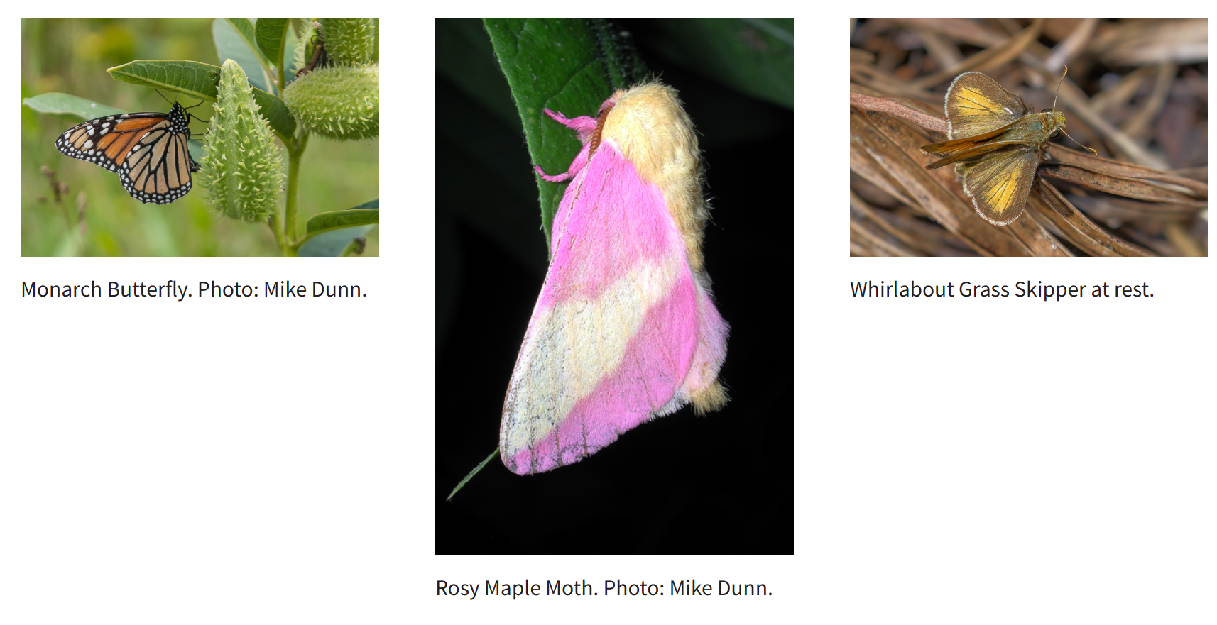 moth vs butterfly