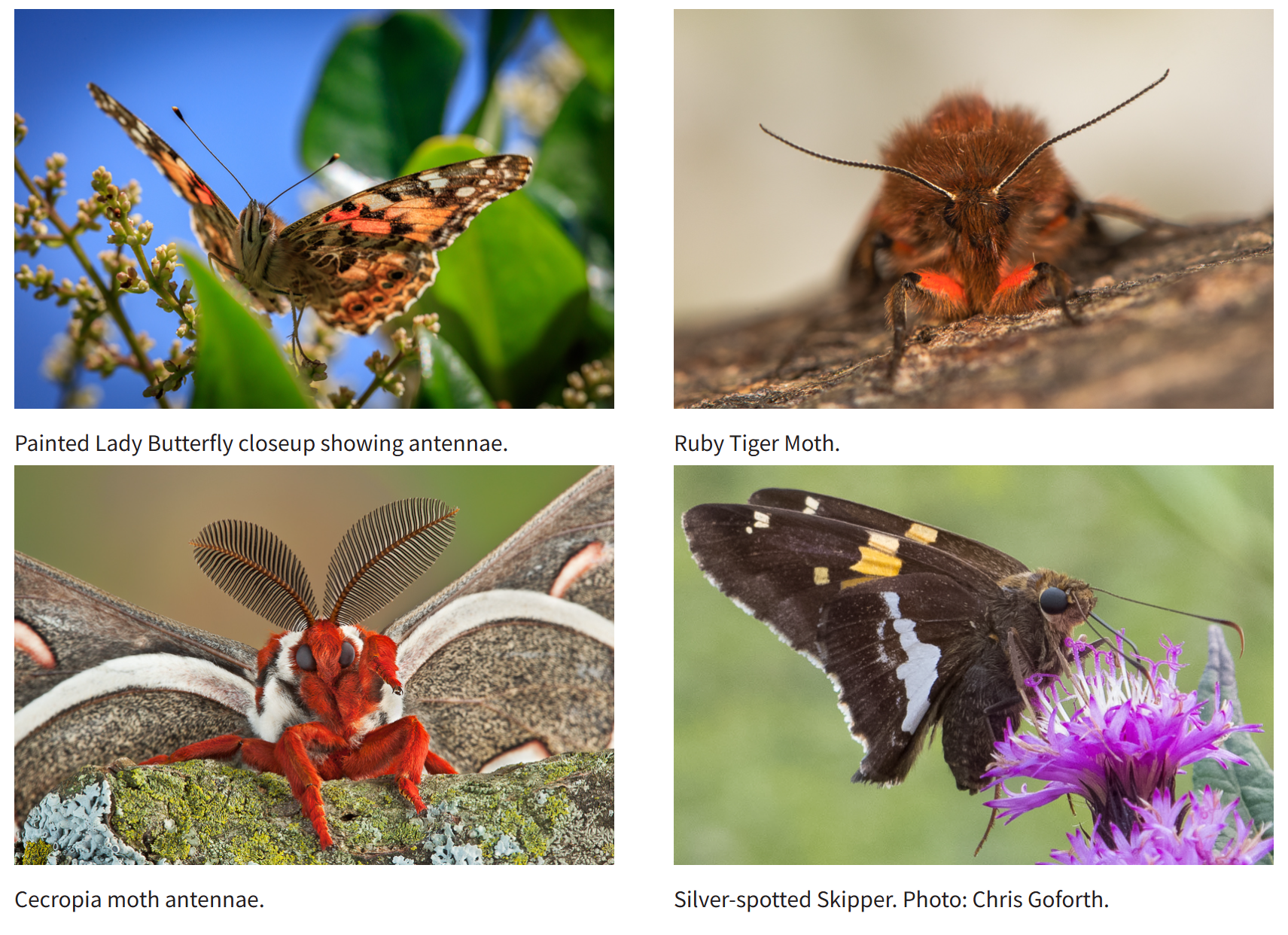 moth vs butterfly