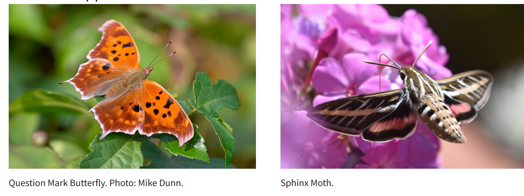 moth vs butterfly