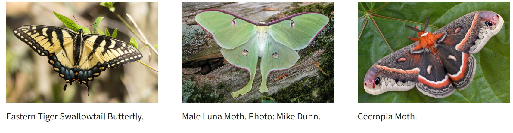 moth vs butterfly