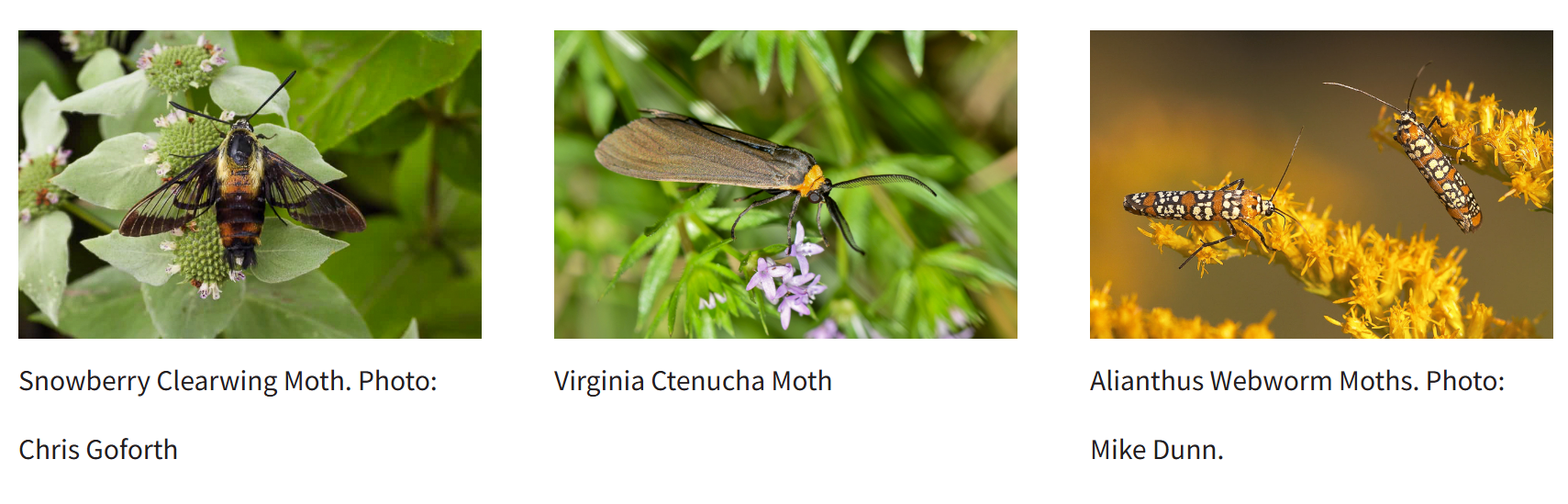 moth vs butterfly