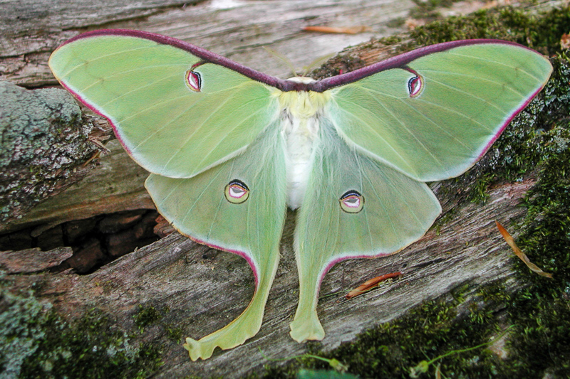 moth vs butterfly