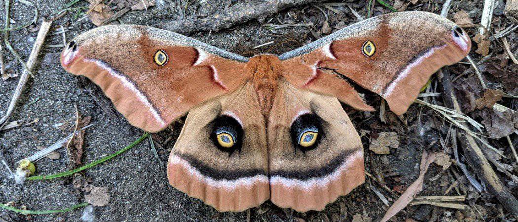 polyphemus moth with brown wings and large circular eyespots on hindwings.