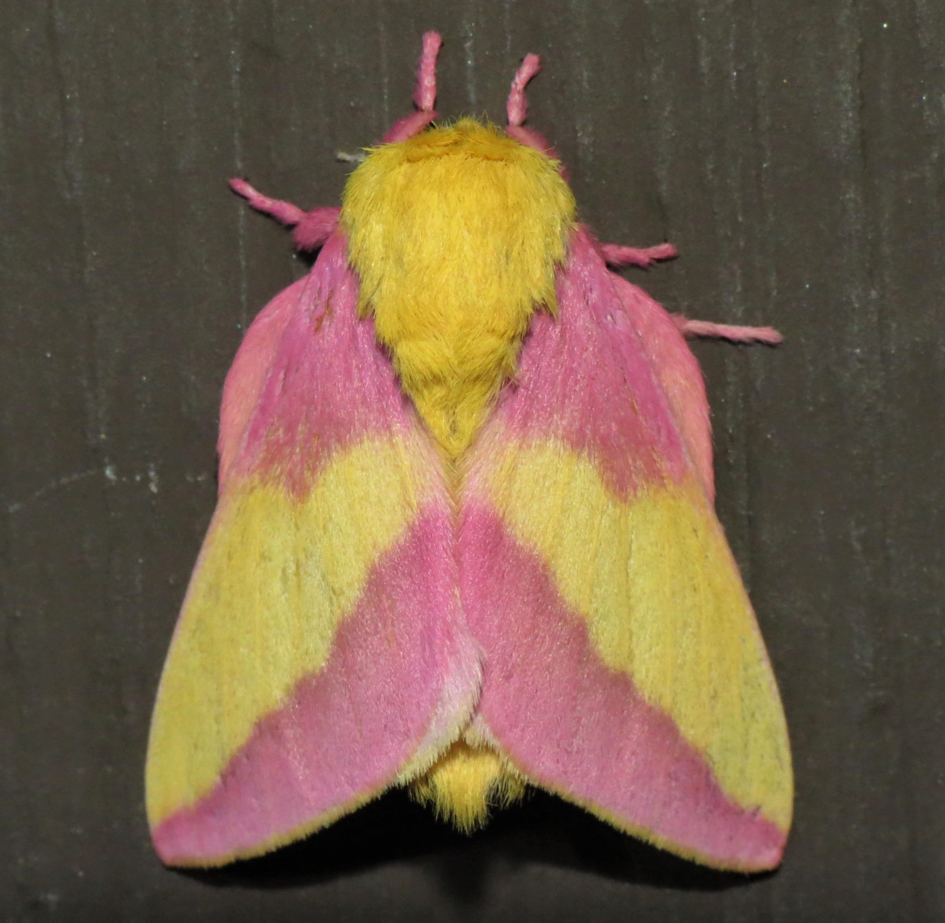 rosy maple moth showing pink and yellow wings and a fuzzy yellow body.