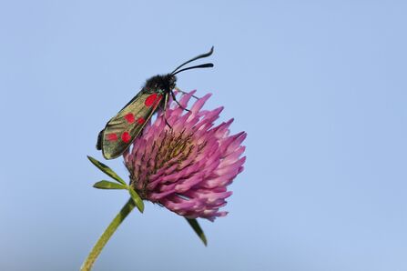 six spot burnet