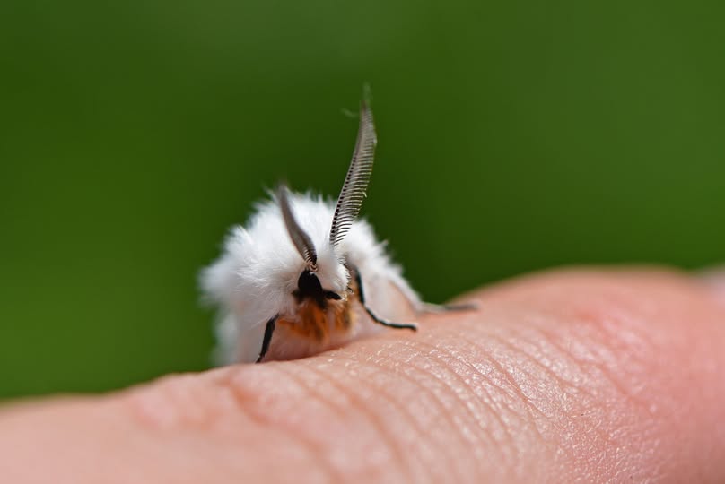 tiger moth with bold wing pattern and fuzzy body.