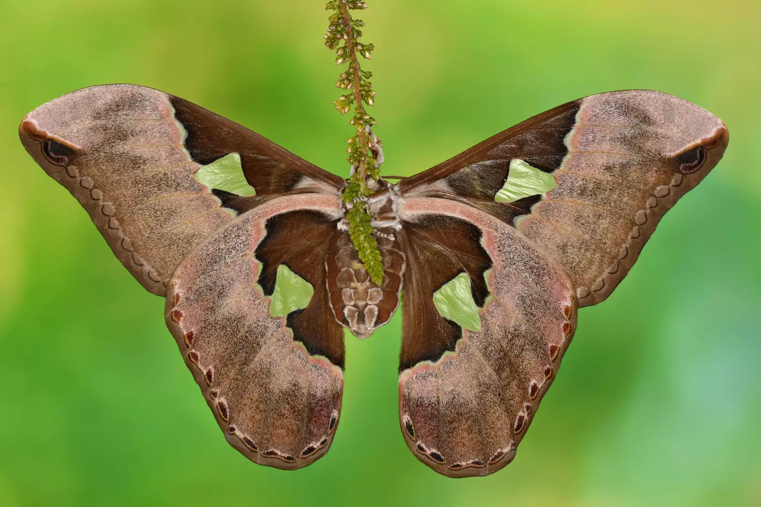 types of moths and names beginner’s guide to common moth groups, species, and identification