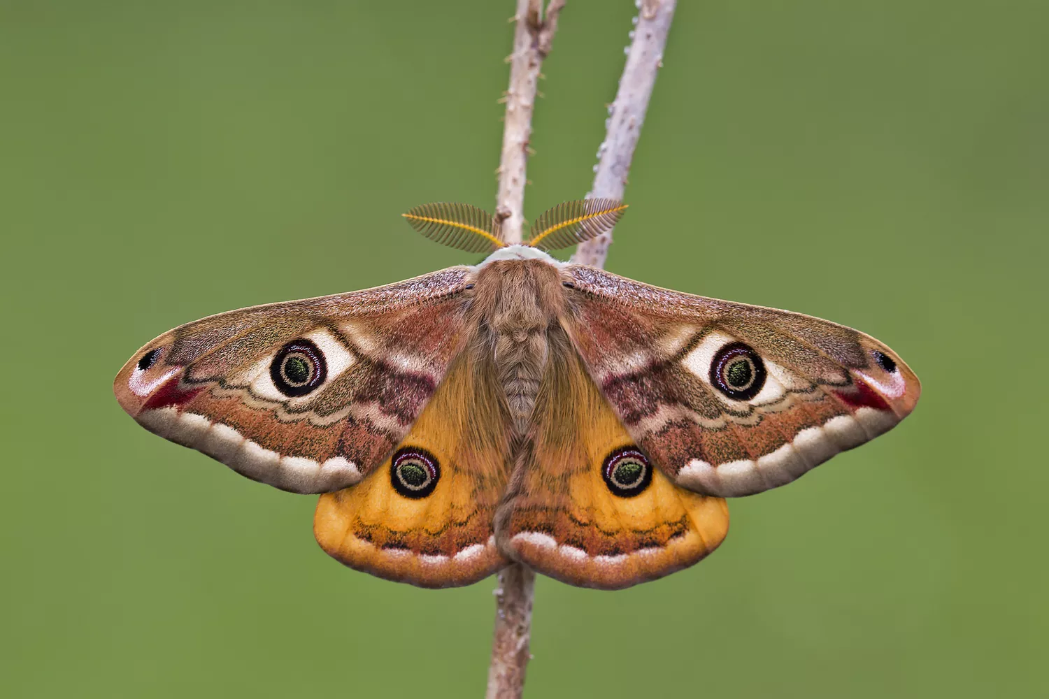 types of moths and names beginner’s guide to common moth groups, species, and identification