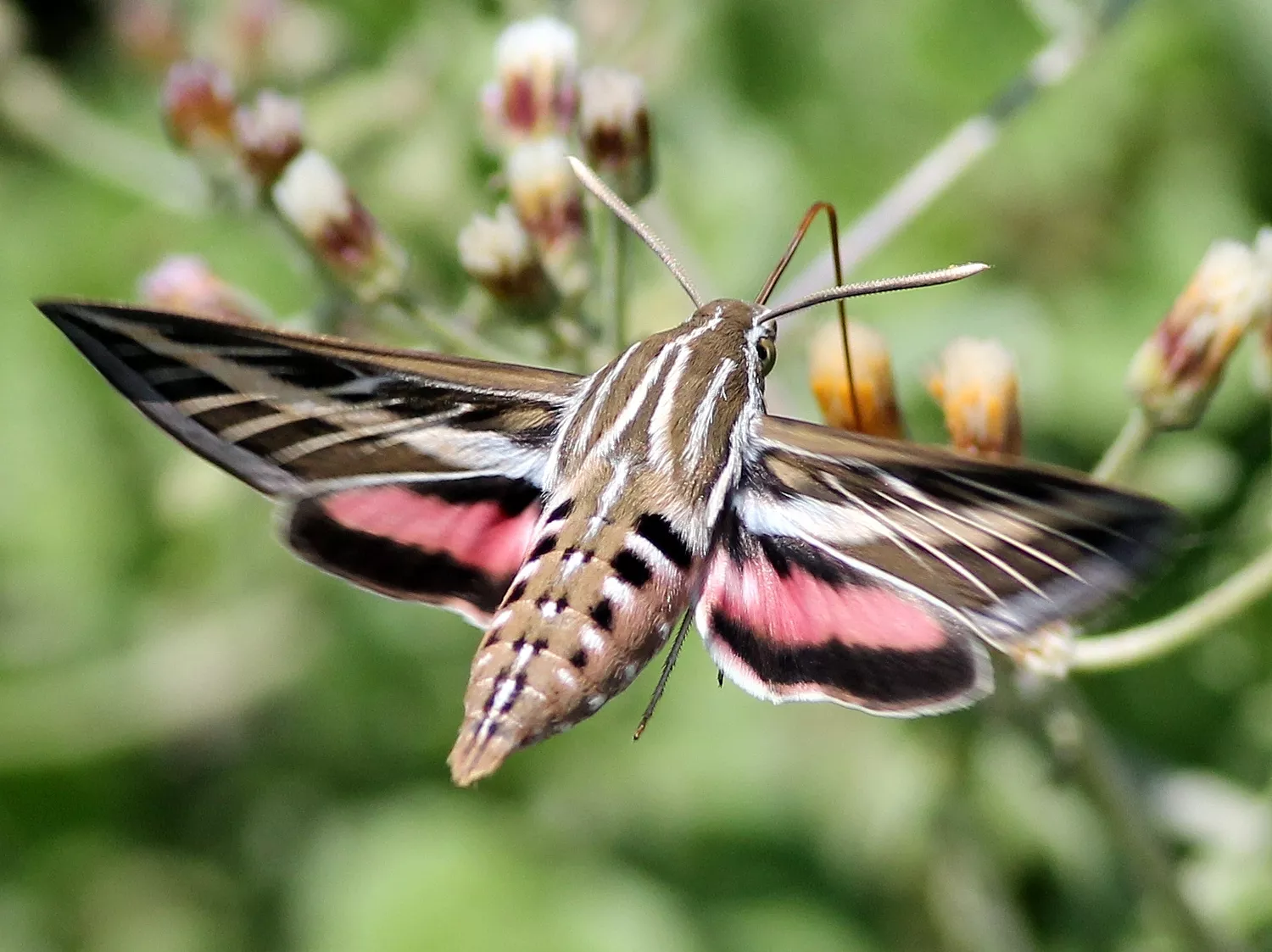 types of moths and names beginner’s guide to common moth groups, species, and identification