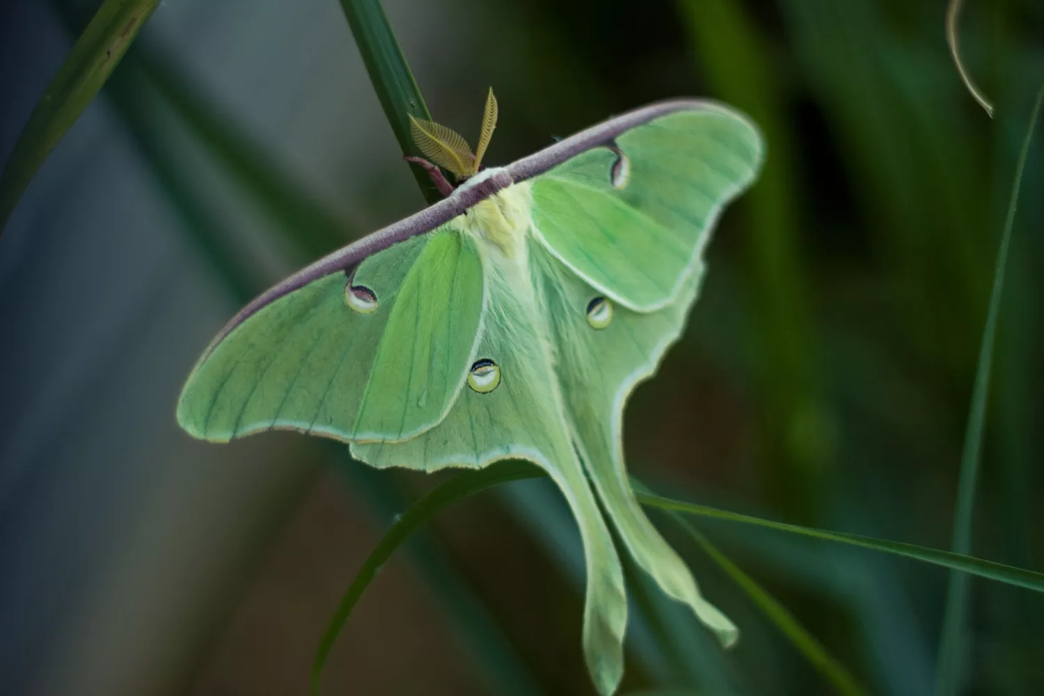 types of moths and names beginner’s guide to common moth groups, species, and identification