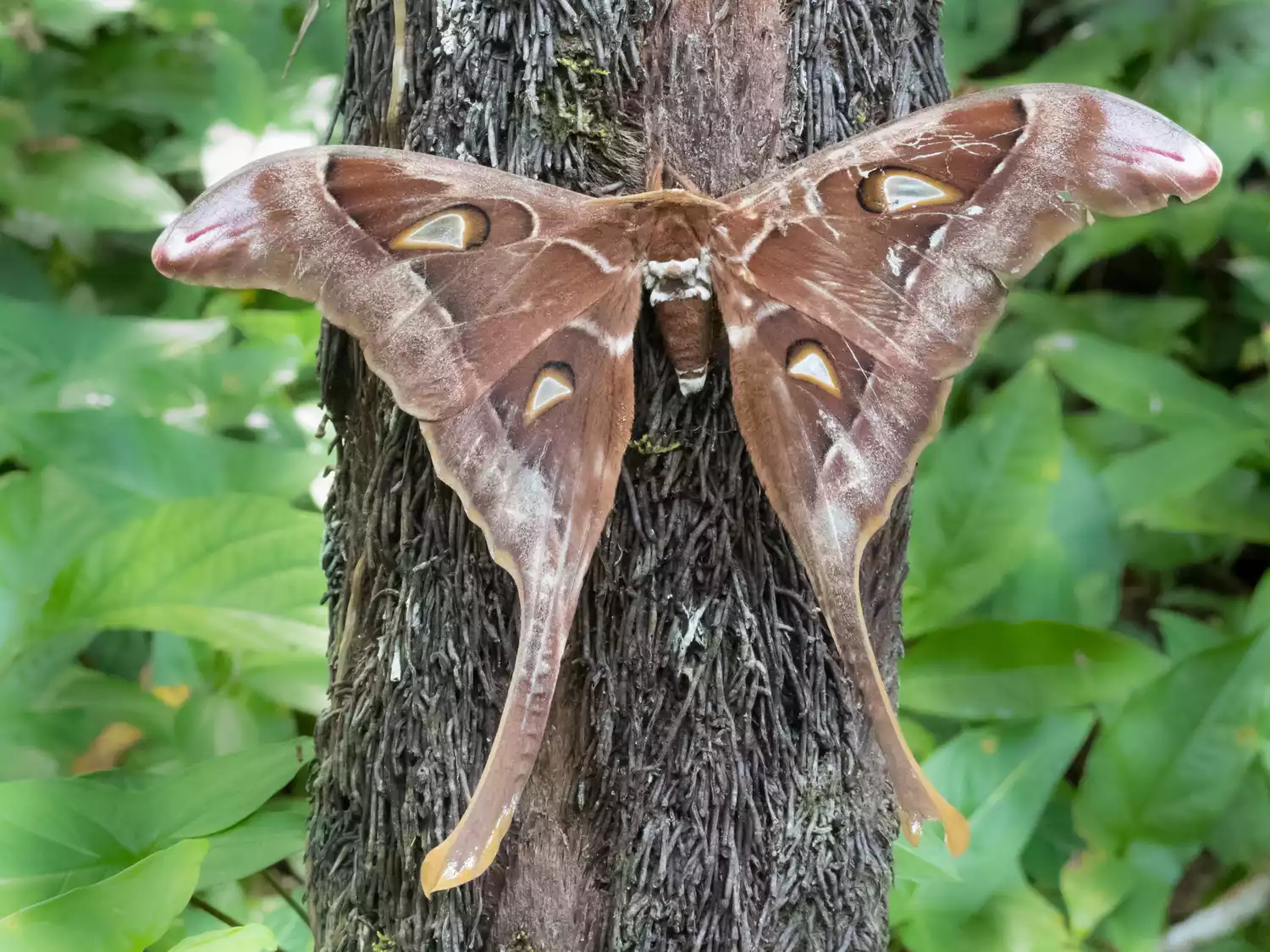 types of moths and names beginner’s guide to common moth groups, species, and identification